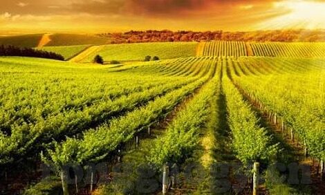 麻豆传媒艺人-走进麻豆传媒的数字艺术舞台，艺人蜕变与行业思索