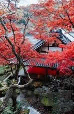 糖心app下载苹果版下载-探索糖心App，苹果用户的一站式社交体验